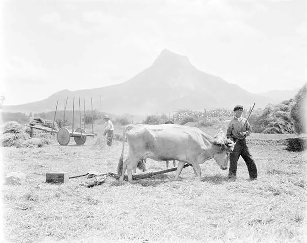 La trilla en la localidad de Echarri-Aranaz, Navarra.